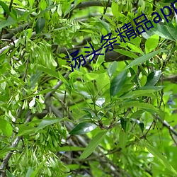 汤头(頭)条精(精)品(品)app二维码(碼)