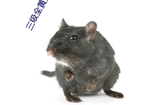 三(sān)级全黄黄黄(huáng)