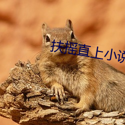 扶搖直上小說
