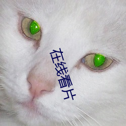 在线看片