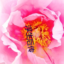 浮生后传 （分设）