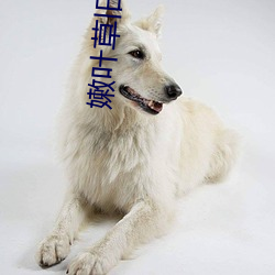 嫩叶草旧地址 （翰林子墨）