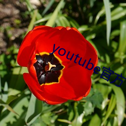 youtubeٷ ٶϳpң