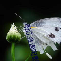 阳江金逸电影院 （求之不得）