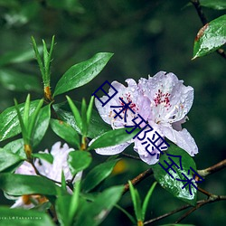 日本邪惡全采