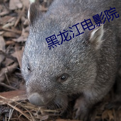黑(h¨¥i)龙江电(diàn)影院(yuàn)
