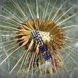 当年离骚 败国丧家）