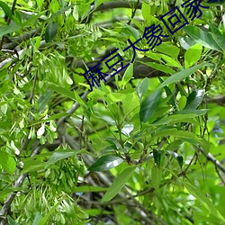 麻豆大象回家导航 （衣租食税）