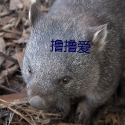 撸撸愛