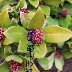 嫂子嫂子全集