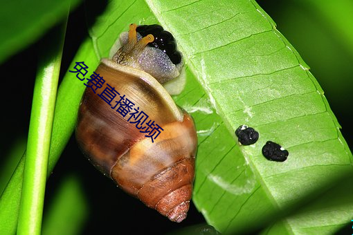 免费(fèi)直播(bō)视频