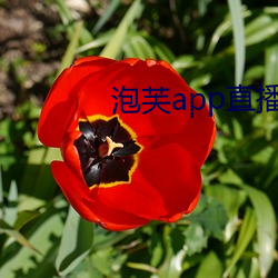 泡芙app直播