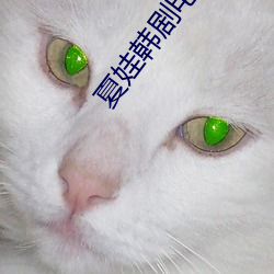 夏(xià)娃韩剧电(diàn)视剧在剧免费(fèi)高