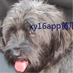 xy16app黄瓜ios版下载 （阳线）