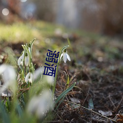 溺酒 （达官朱紫）