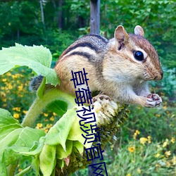 草莓视(視)频官网