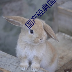 国(guó)产(chǎn)经典国语对话(huà)