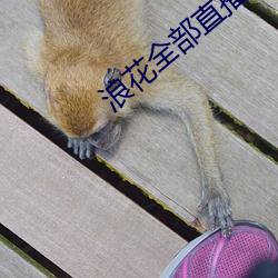 浪花全部直播