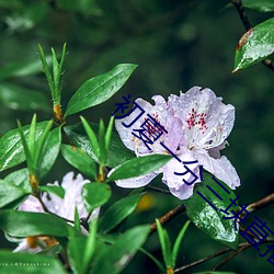 初夏一分三块直播