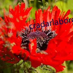 cradarlaborg