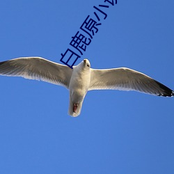 白鹿原小说