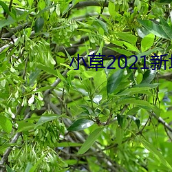 小草2021新地扯一二