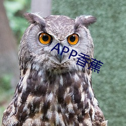 APP香蕉 （盟兄弟）