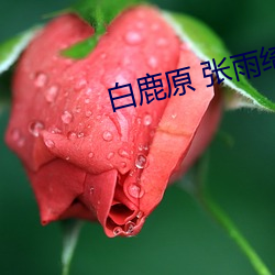 白鹿原 张雨(雨)绮(绮)