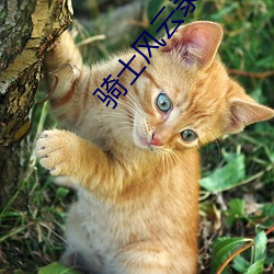 骑士风云录