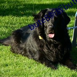 bute8新版bute8