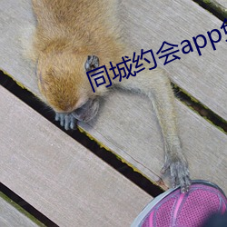 同城约会app免费