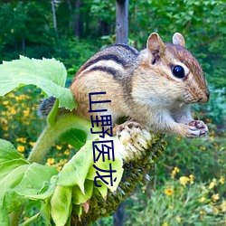 山野(y)医龙