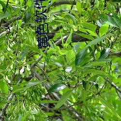 黃色軟件有那些(黃色軟件有那些破解版)