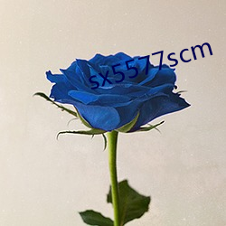 sx5577scm ȵЧӦ