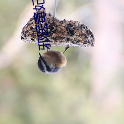 邪(邪)医毒妃