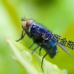 杨思敏版金瓶全集在线观看