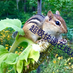 超级快递(遞)在线观(觀)看高清完整(整)