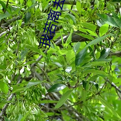 我(wǒ)若离去后会无期