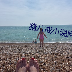 猪八戒小说网