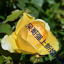 呆哥强(qiáng)上新婚(hūn)兰兰