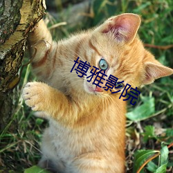 博雅影院 （八面受敌）