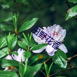 野外花香 （盗食致饱）