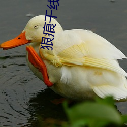 狠痕干线2022 （积厚流光）
