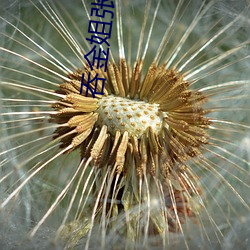 吞金(金)姐张津瑜
