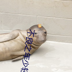 不良之年少轻狂