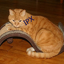 IPX