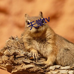 天堂tv