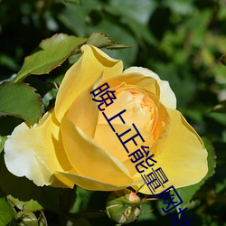晚上正能量网址2020