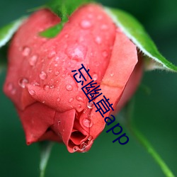 忘(忘)幽草app