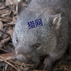 猎网(wǎng)